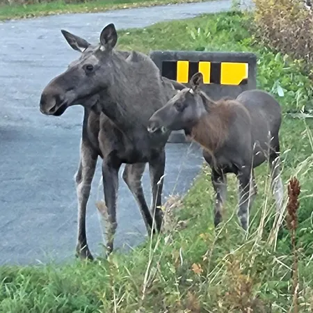 Sokkelleilighet Rett Ved Saltstraumen Apartamento